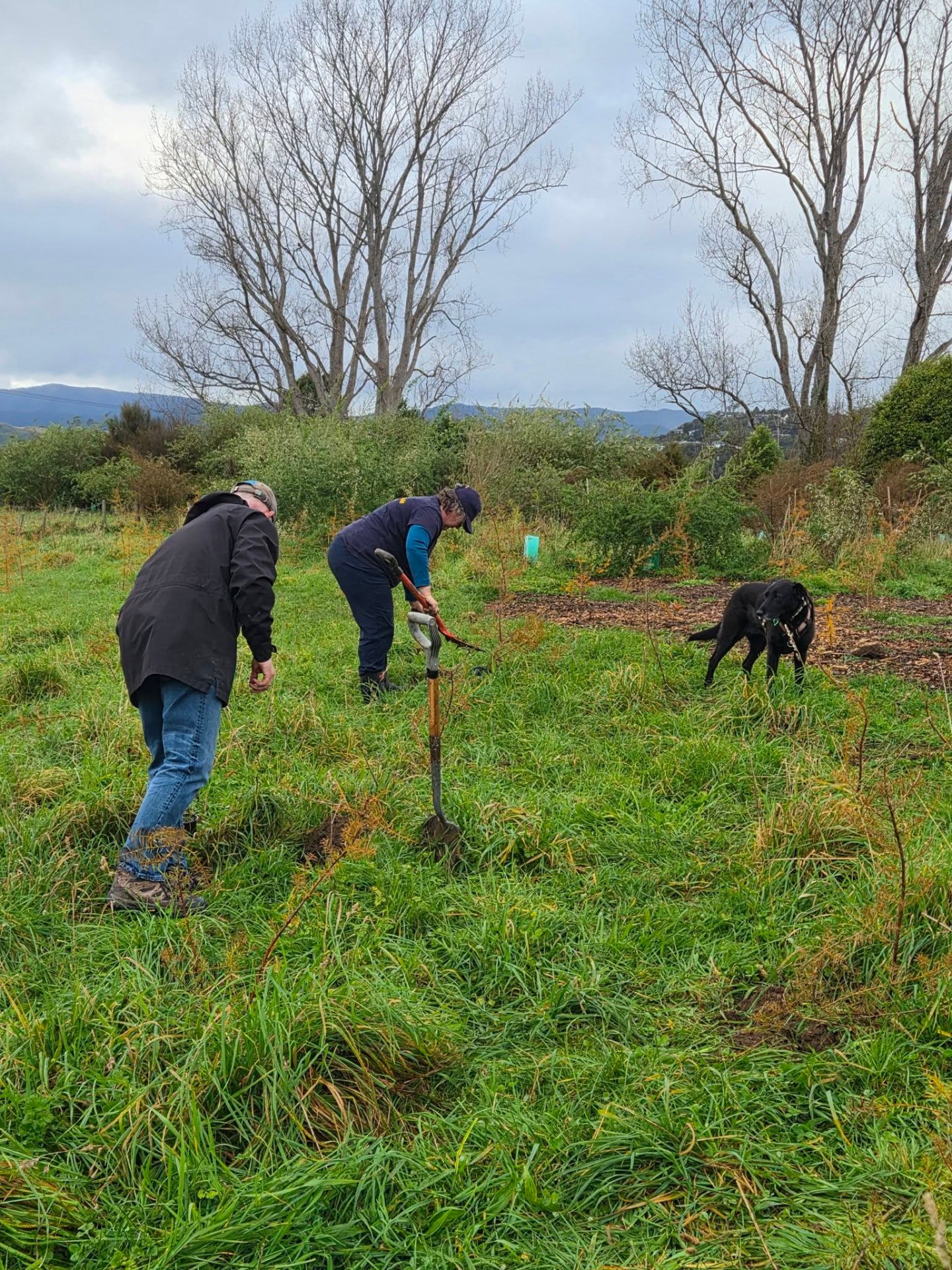 Silverstream Lions Club growing their legacy at Mawaihakona Stream ...